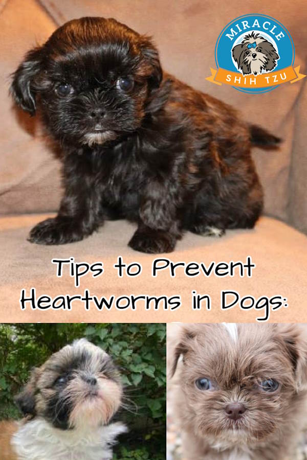 Prevent heartworms in dogs, pin image