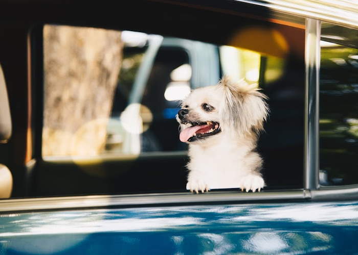 A small dog inside of a car looking out the window