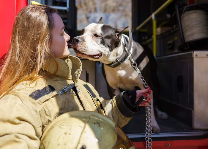A dog with a firefighter