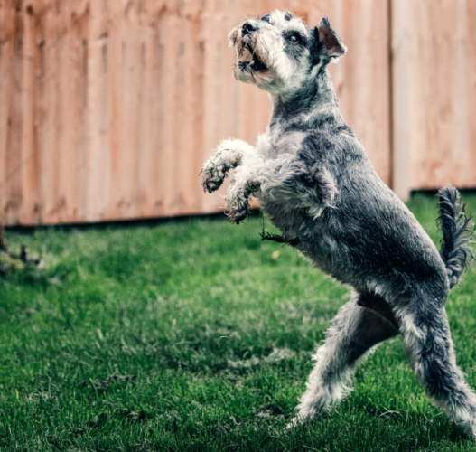 A dog is playing in a fenced-in yard.