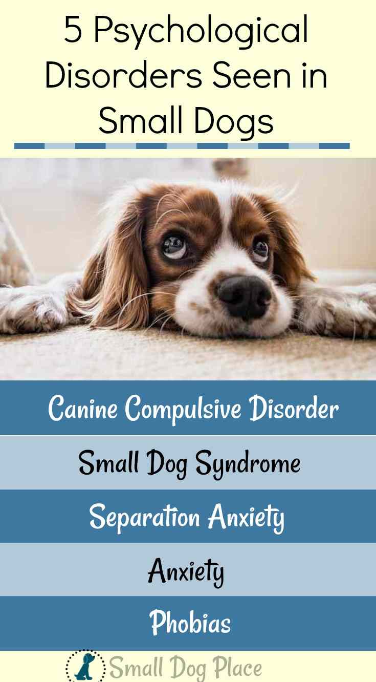 5 Mental Disorders in small Dogs Pin