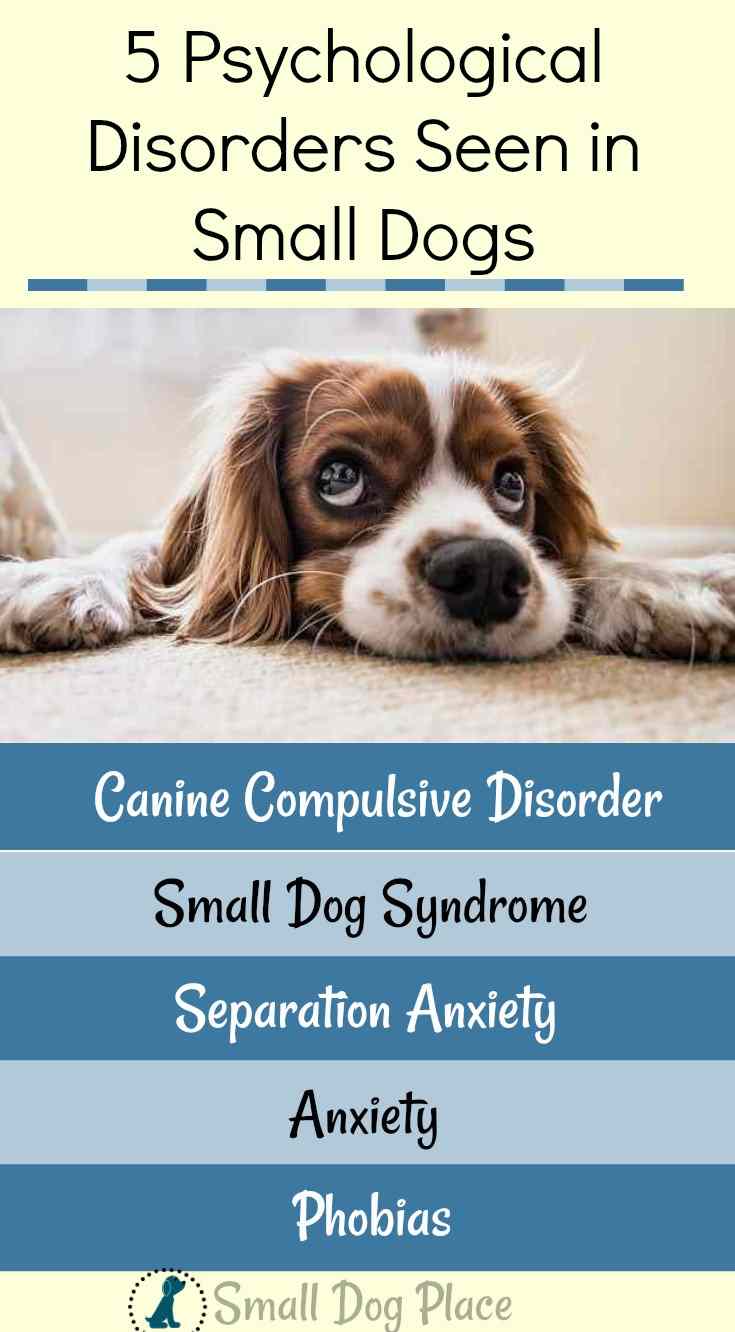 5 Mental Disorders In Small Dogs Causes Symptoms Treatment Options