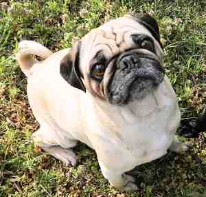 Pug:  Number 31 in Popularity