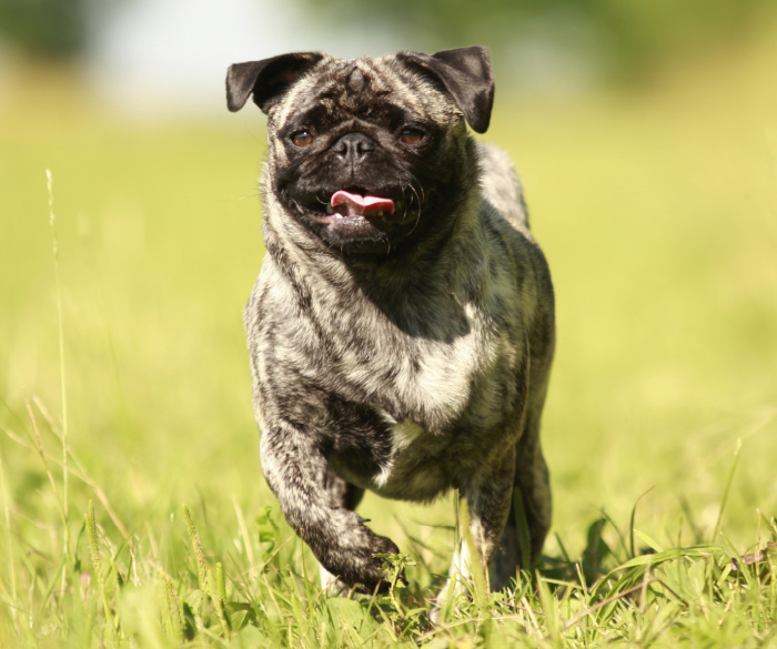 Brindle colored pug