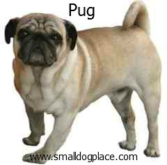 Pug:  Small breed dogs that are good with children
