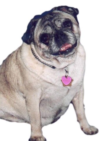pugs glands pug pugs glands pug