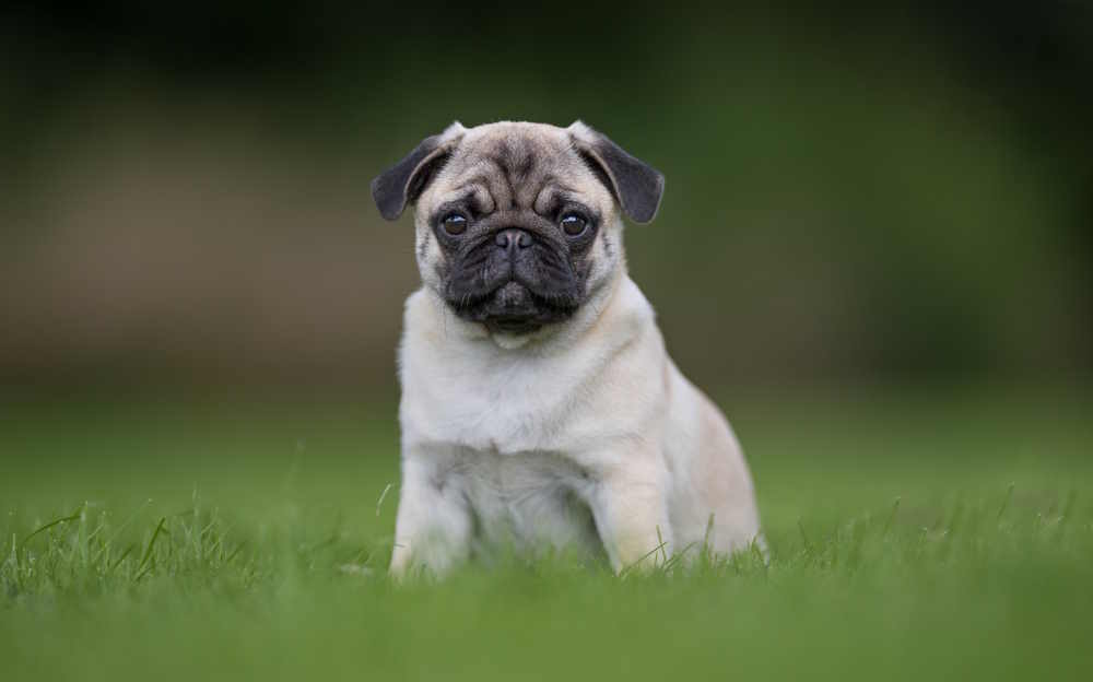 Pug puppy photographed posing in the grass