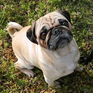 Pug