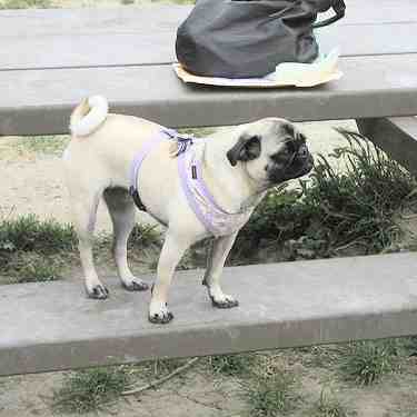 This Pug is enjoying a picnic outdoors.