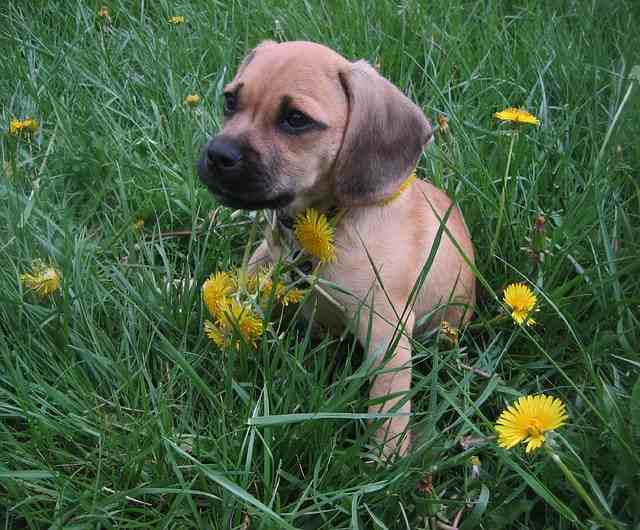 Dette er en Puggle, en blanding mellem en Beagle og en Mops