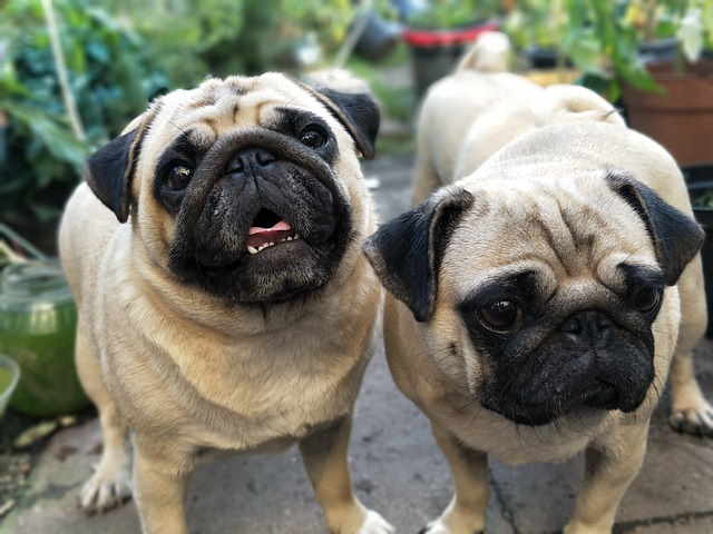 Two fawn-colored Pugs