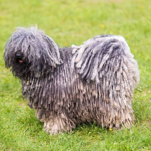 A puli dog is standing in the grass