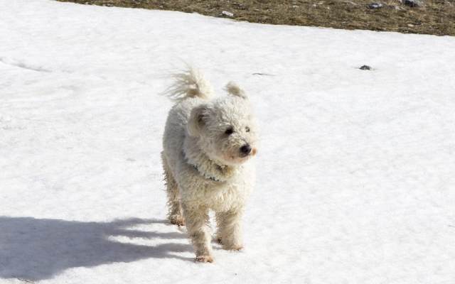 white pumi dog