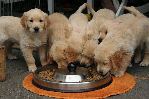 A litter of puppies eating food out of a stainless steel dish