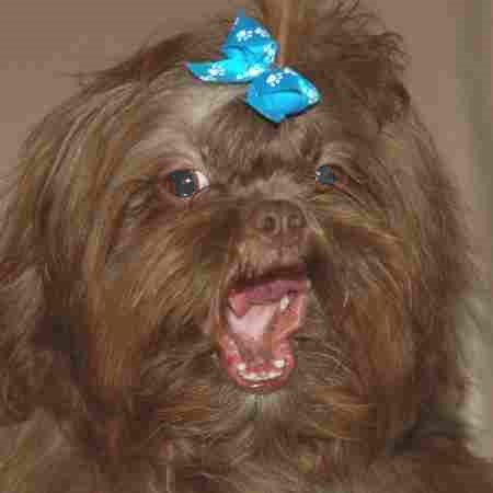 Shih Tzu dog is yawning