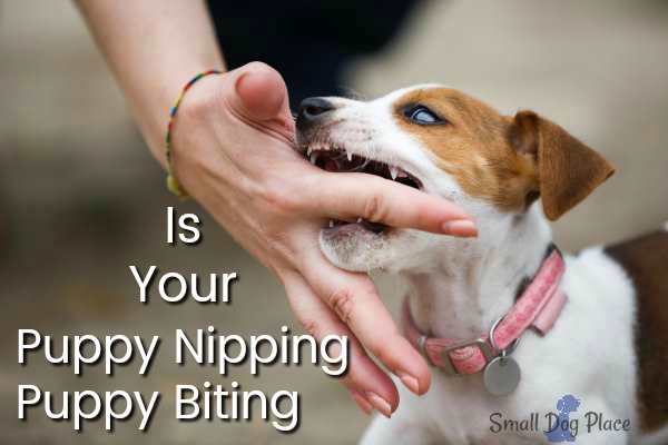 Biting could mean your dog is bored A dog is biting a person's finger