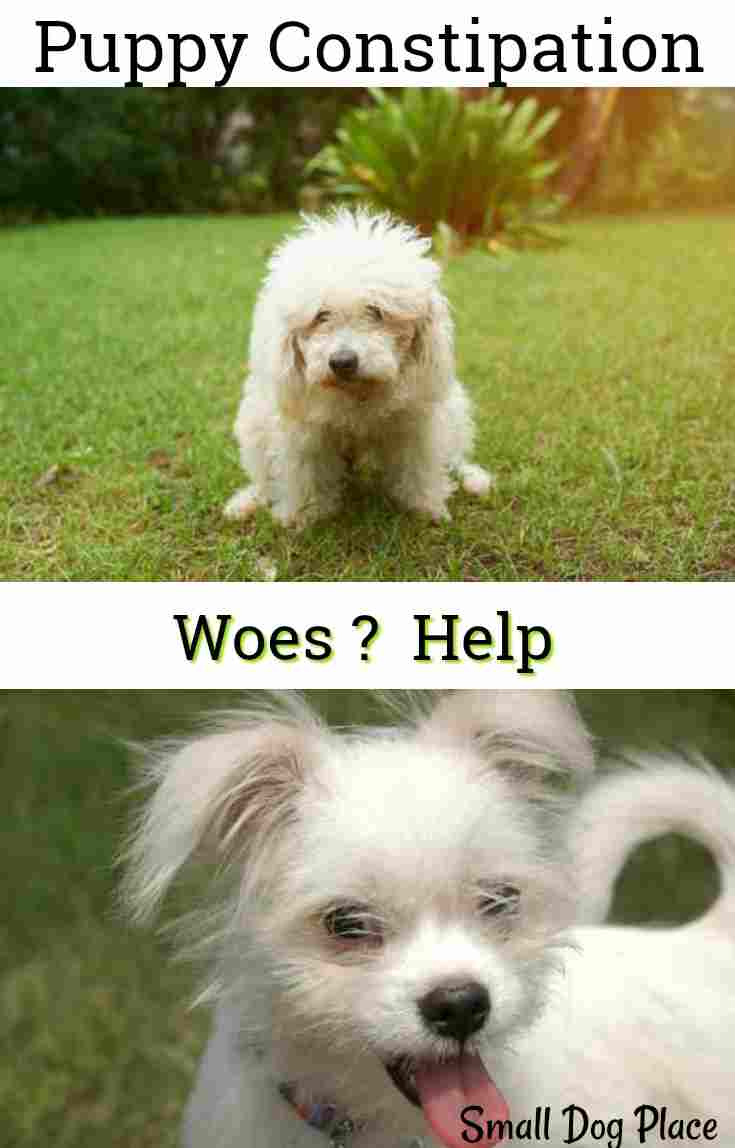 Puppy Constipation, Causes, Solutions, Preventions Puppy Constipation Pin