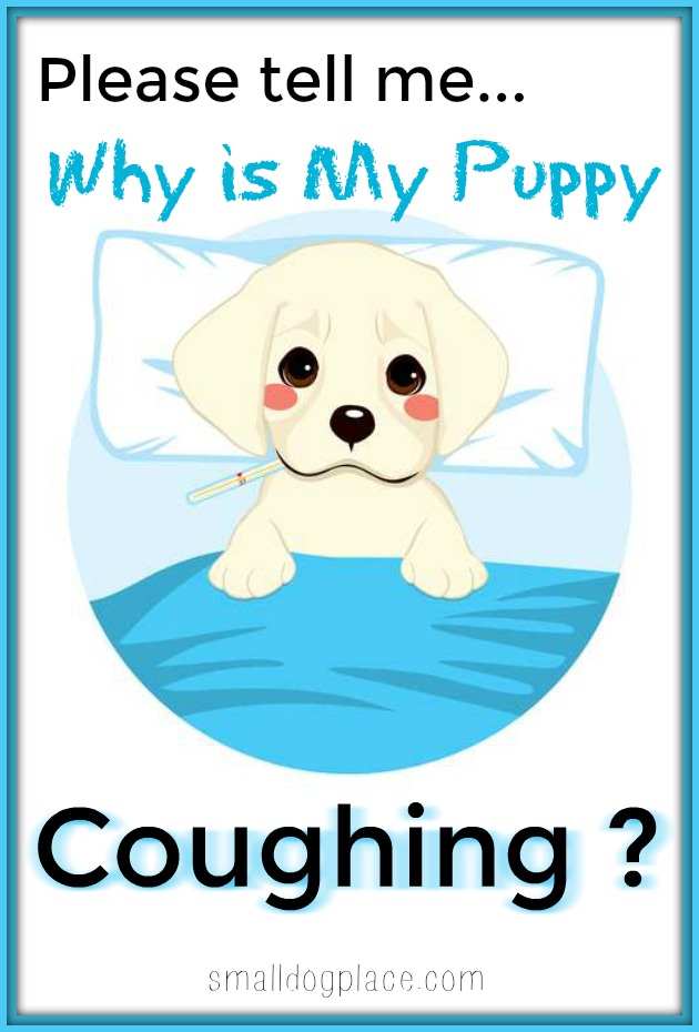 Why is My Puppy Coughing?