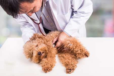 Puppy Coughing often requires veterinary care.