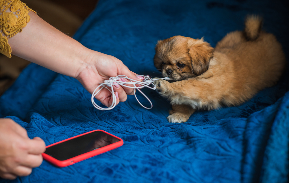 A puppy has an electrical cord in his mouth and the human is teaching the command, "give."