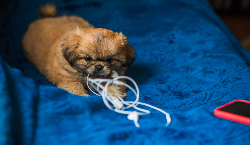 small puppy is chewing on the electrical cords.