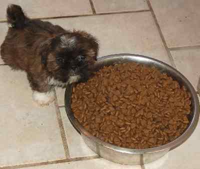 A small puppy with a large bowl of food