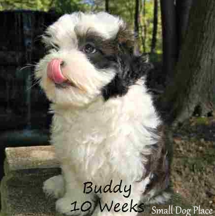 A Black and White Maltese-Shih Tzu hybrid (Malti-Tzu) is stressed at being photographed.