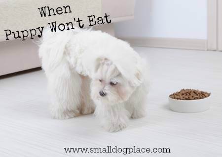 This Puppy is Not Eating