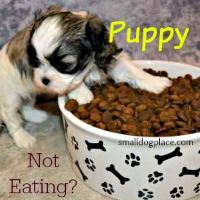 Puppy Not Eating