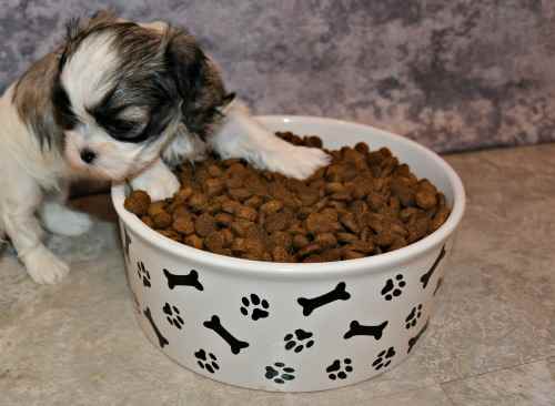 what do puppies eat