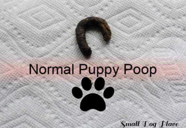 This is what normal puppy poop should look like.