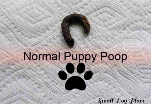 Puppy Poop: The Good, the Bad, and the 