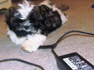 Puppy should not be chewing on your computer cords Puppy should not be chewing on your computer cords