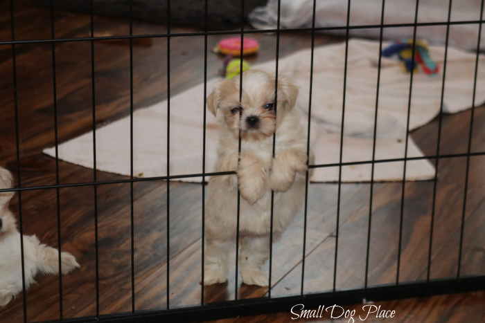 Puppy Proofing is Necessary When Living with a Small Dog A small puppy on one side of a barrier looking out