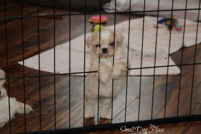 A small puppy on one side of a barrier looking out