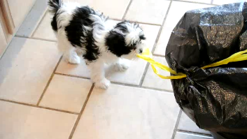 Puppy Proof Your Home Puppy Proof Your Home