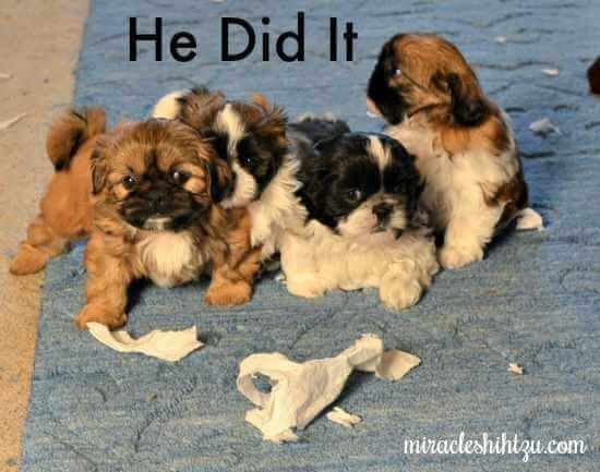 Four Small Puppies with Torn Paper Towels