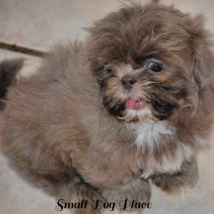 A small Shih Tzu Puppy was caught sneezing