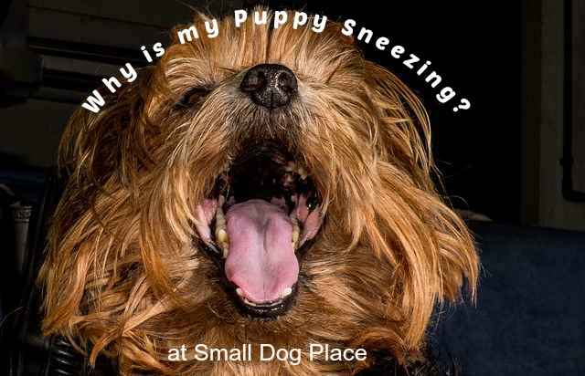 puppy sneezing