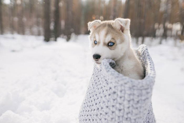 A young puppy dressed in a thick sweater is standing in the snow.