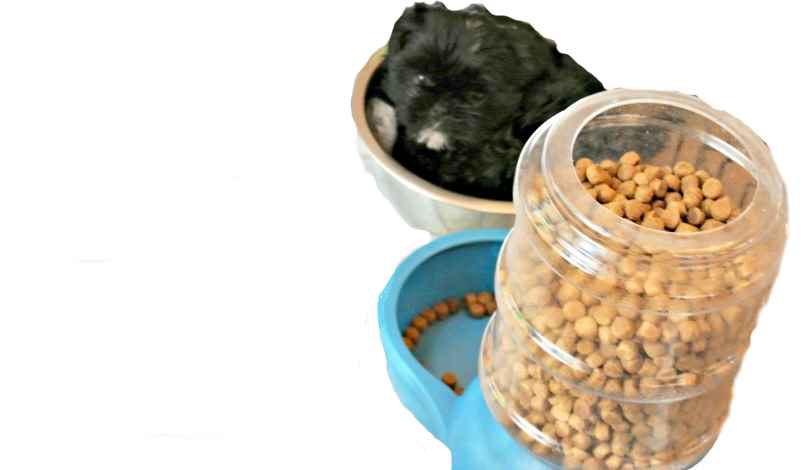 Measure out portions of food to help save on puppy supplies. Measure out portions of food to help save on puppy supplies.