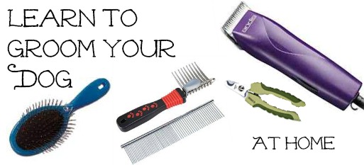 Save money by learning to groom at home. Save Money by Learning to Groom at Home