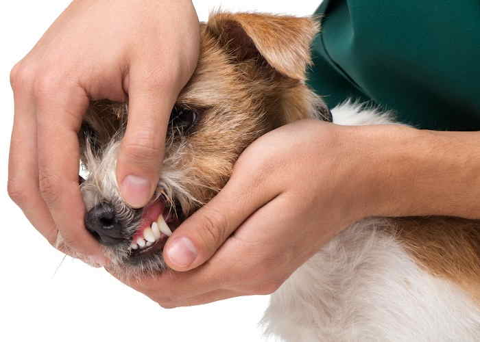 A puppy's mouth and teeth are being checked.