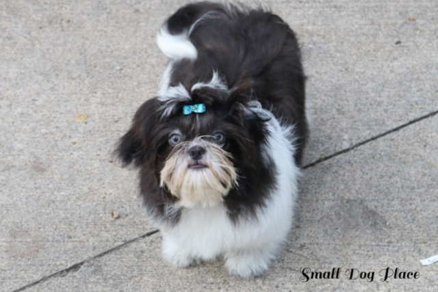 Puppy Topknot Tips