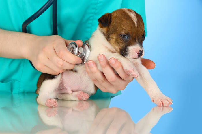 A veterinarian is examining a small puppy