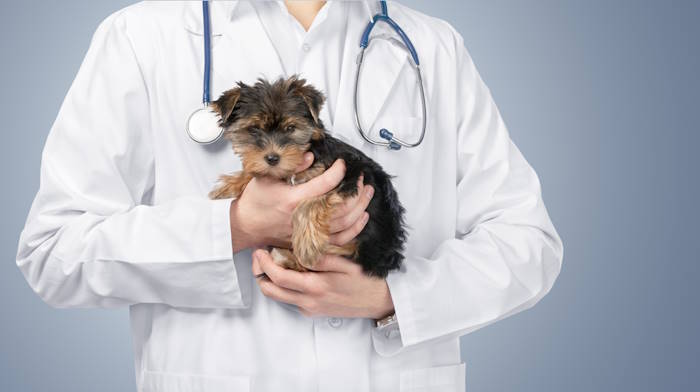 A Yorkshire Terrier puppy is being held by a vet