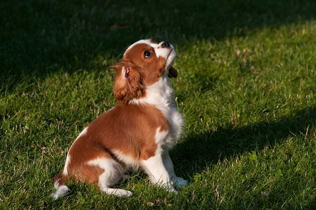 Puppy Training Tips