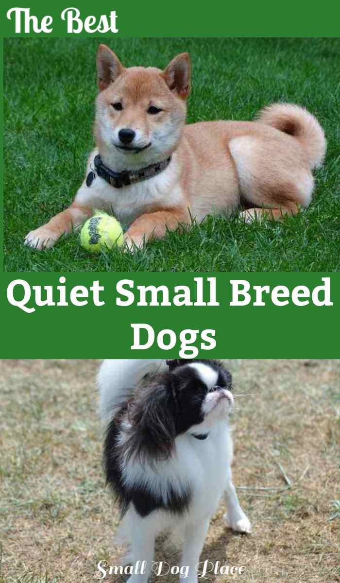 non shedding quiet dogs