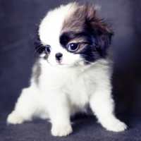 Link to quiet small dogs