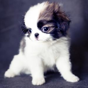 quiet-small-dogs300.jpg quiet-small-dogs300.jpg